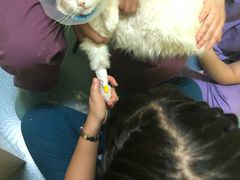 -瑞鹏宠物医院·爱宠堂·骨外专科(西荷分院)