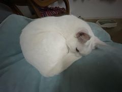 -宠颐生动物医院·猫科·心脏科(海口分院)