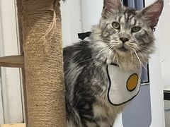 -楼上猫咖(罗湖店)
