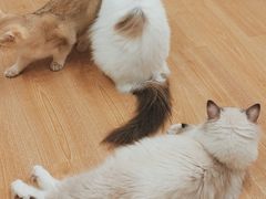 -有喵·猫咖·狗咖·30几只猫10只小狗(岗厦店)