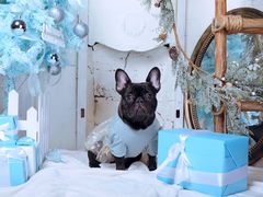 -超宠爱宠物摄影-Super pet