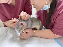 -纳吉亚猫专科动物医院博雅分院