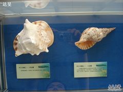 贝类展品-上海海洋大学鱼文化博物馆(军工路校区)