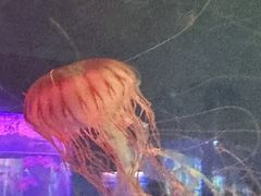 -苏州海洋馆