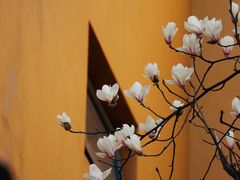 -龙华寺
