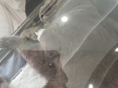 -瑞派天使宠物医院·神经外科·骨科·核磁(洛川中路店)