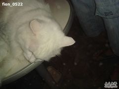 -Babycat私家御饼屋(龙头路一店)