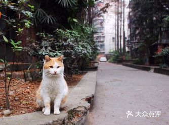 鸳鸯楼没看到，捉到一只坏笑的大橘