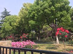 -大关公园