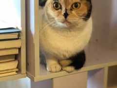-Cappucimeow猫咪咖啡馆(韦伯时代店)