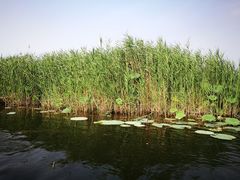 -白洋淀景区