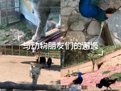 -青藏高原野生动物园