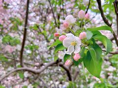 -海棠花溪(元大都城垣遗址公园)