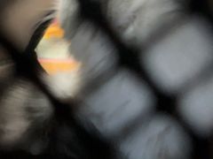 -全心全意连锁动物医院·微创中心·内科急重症·心脏专科(丰管路店)