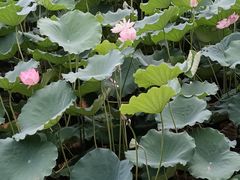 -荔湾湖公园