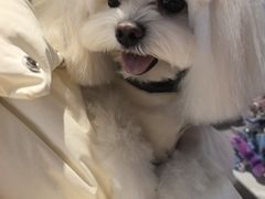 -FAELING PETS美天灵宠物(富力广场店)