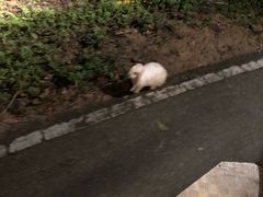 -清迈夜间动物园