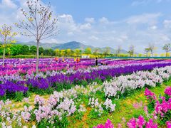 -天适樱花悠乐园