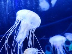 -珠海长隆海洋王国
