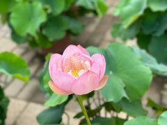 -莲花池公园