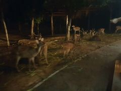 -清迈夜间动物园