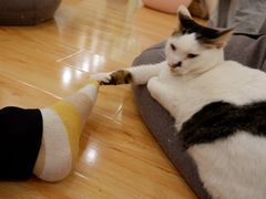 -momokira米努特·德文卷毛猫·棉花面纱犬