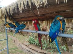 -西霞口神雕山野生动物世界