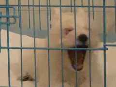 -翊宠yipet猫狗购宠庄园犬舍•猫舍