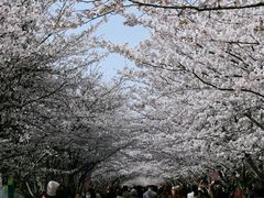 -高东镇樱花园