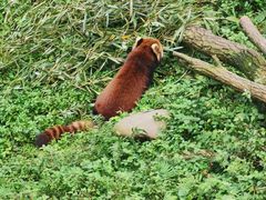 -都江堰中华大熊猫苑