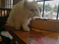 -more than meow吴止猫主题餐厅(承德 中船汇店)