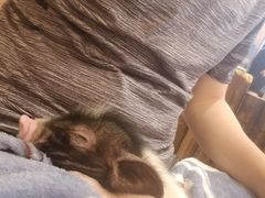 -浣熊柯尔鸭土拨鼠·电玩咖