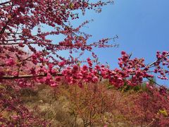 -冠豸山景区