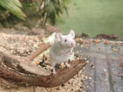 -呀路古热带植物园