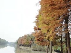 -西溪国家湿地公园