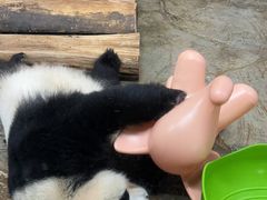-海南热带野生动植物园