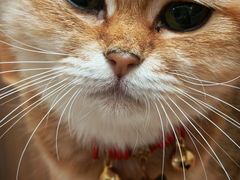 -唐小姐の私宠·宠物洗护美容·撸猫馆·购宠(周浦万达旗舰店)