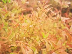-洨河生态公园