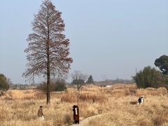 -良渚古城遗址公园