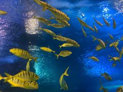 -太平洋海底世界