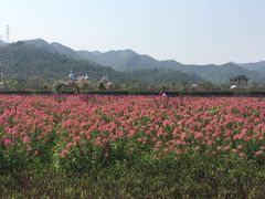 景点-爱丽丝仙境花海