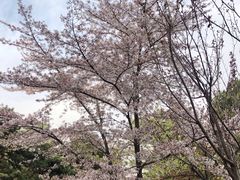 -西安青龙寺遗址景区