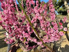 -无锡梅园公园