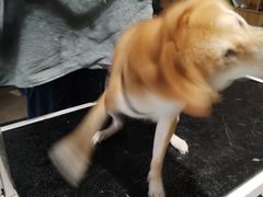 -奈斯宠物医院·核磁CT·异宠专科·内镜(中南店)