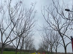 -上海长兴岛郊野公园