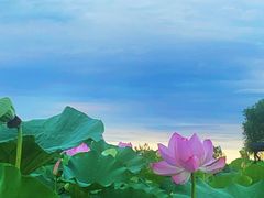 -白洋淀景区