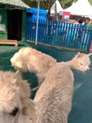 -萌宠亲子动物乐园(槐房万达店)