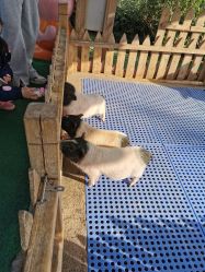 点击看大图 -萌宠亲子动物乐园(槐房万达店)