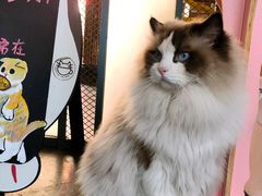 -喵屿·大理花园猫咖