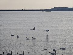 -烟墩角天鹅湖